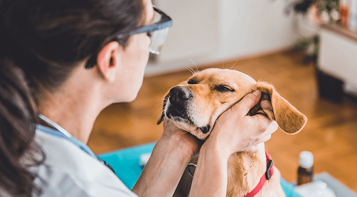 An owner rubbing her dog's face after an annual veterinary wellness exam