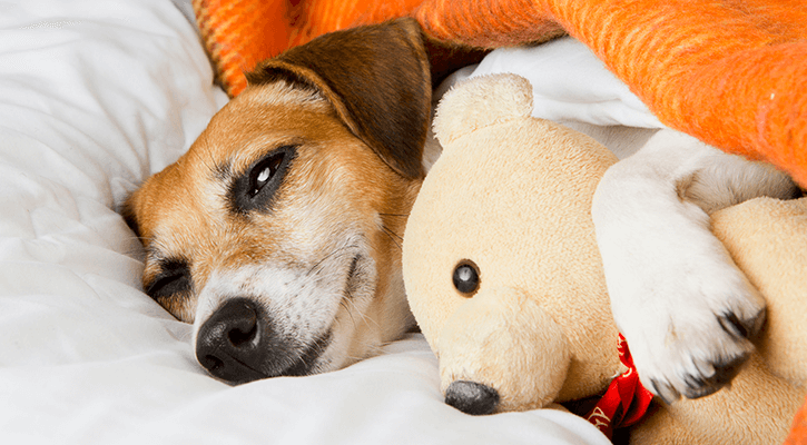 A dog laying down with a stuffed animal during his stay at pet boarding