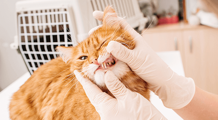 A cat having their tooth exposed during a dental exam