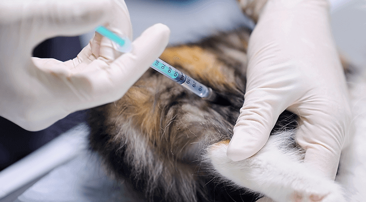 A cat laying on a table receiving a pet vaccination