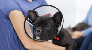 A veterinarian holding a dog with a cone on their heading while recovering from spaying or neutering