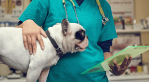 A veterinary standing next to a dog who is being prepped for veterinary surgery