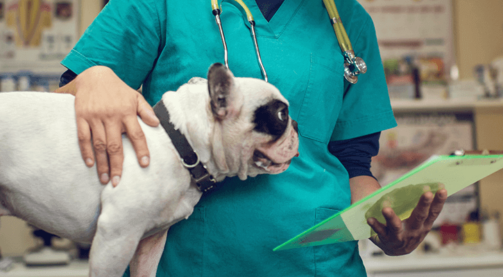 A veterinary standing next to a dog who is being prepped for veterinary surgery