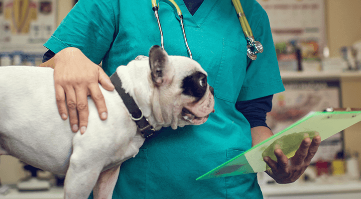 Er dog sales hospital near me