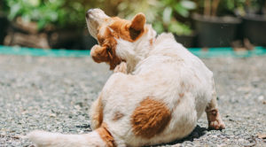 A dog with fleas scratching his ears with his back leg