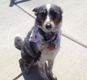A dog sitting outside with a bandana around her neck
