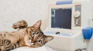 A cat laying down next to an ultrasound