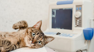 A cat laying down next to an ultrasound