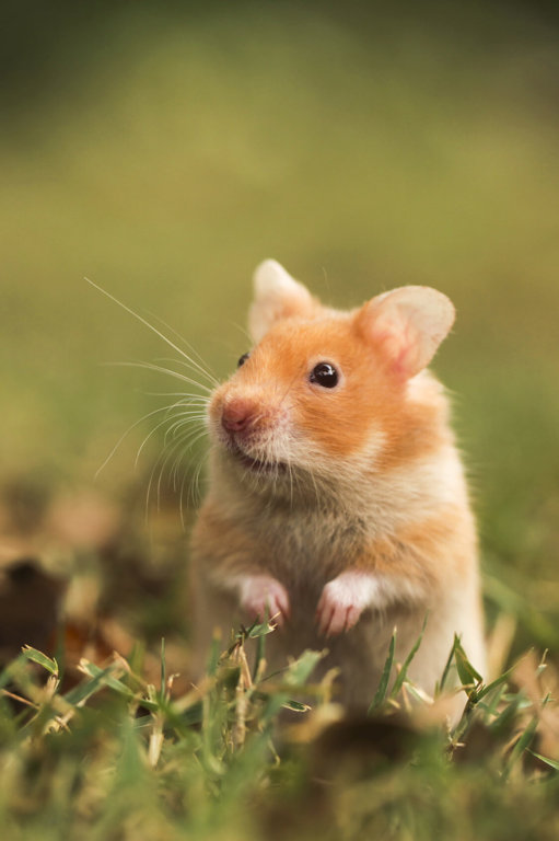 Hamster