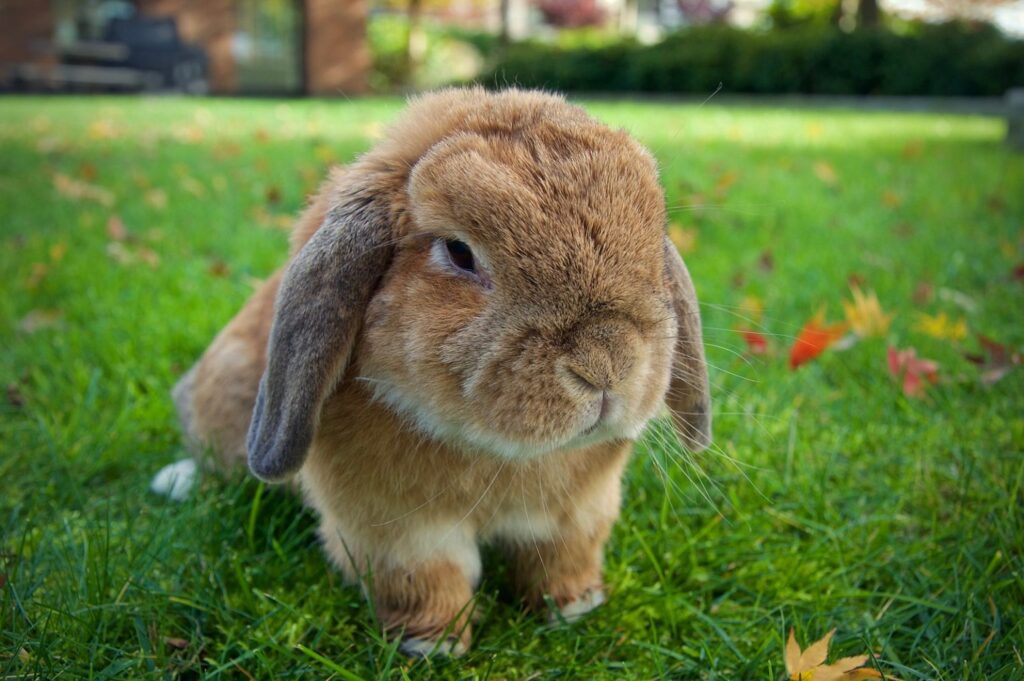 mini lop1