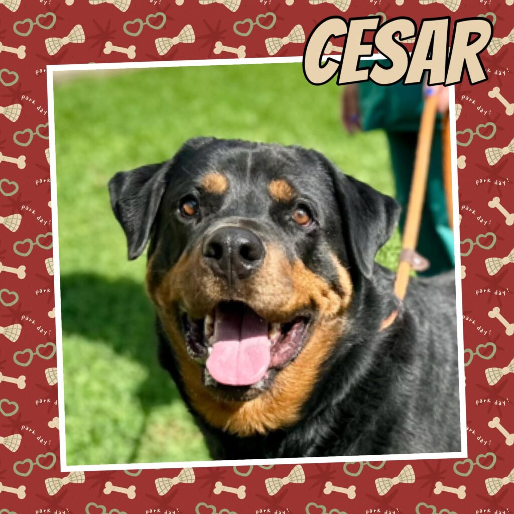Cesar
