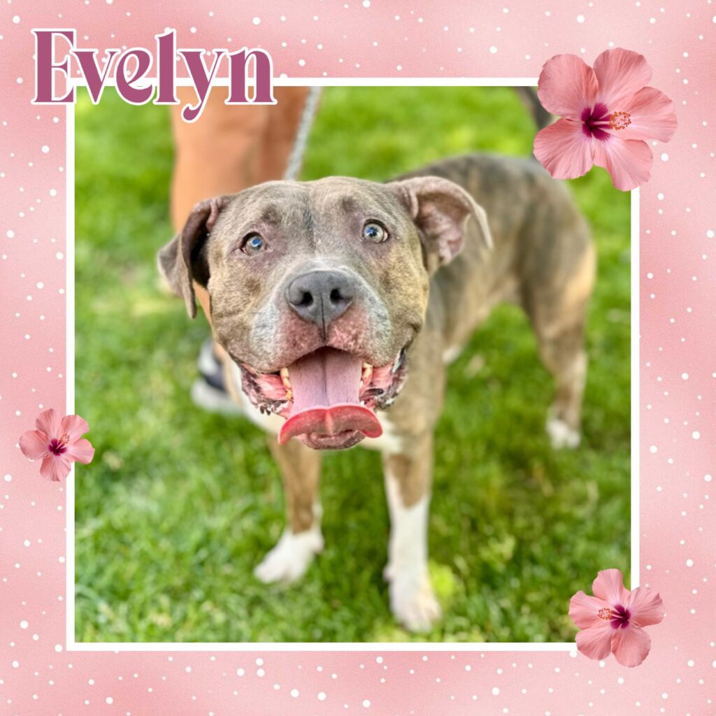 Elevyn
