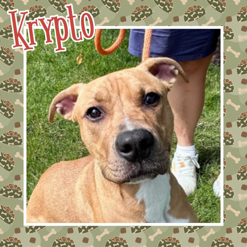 Krypto