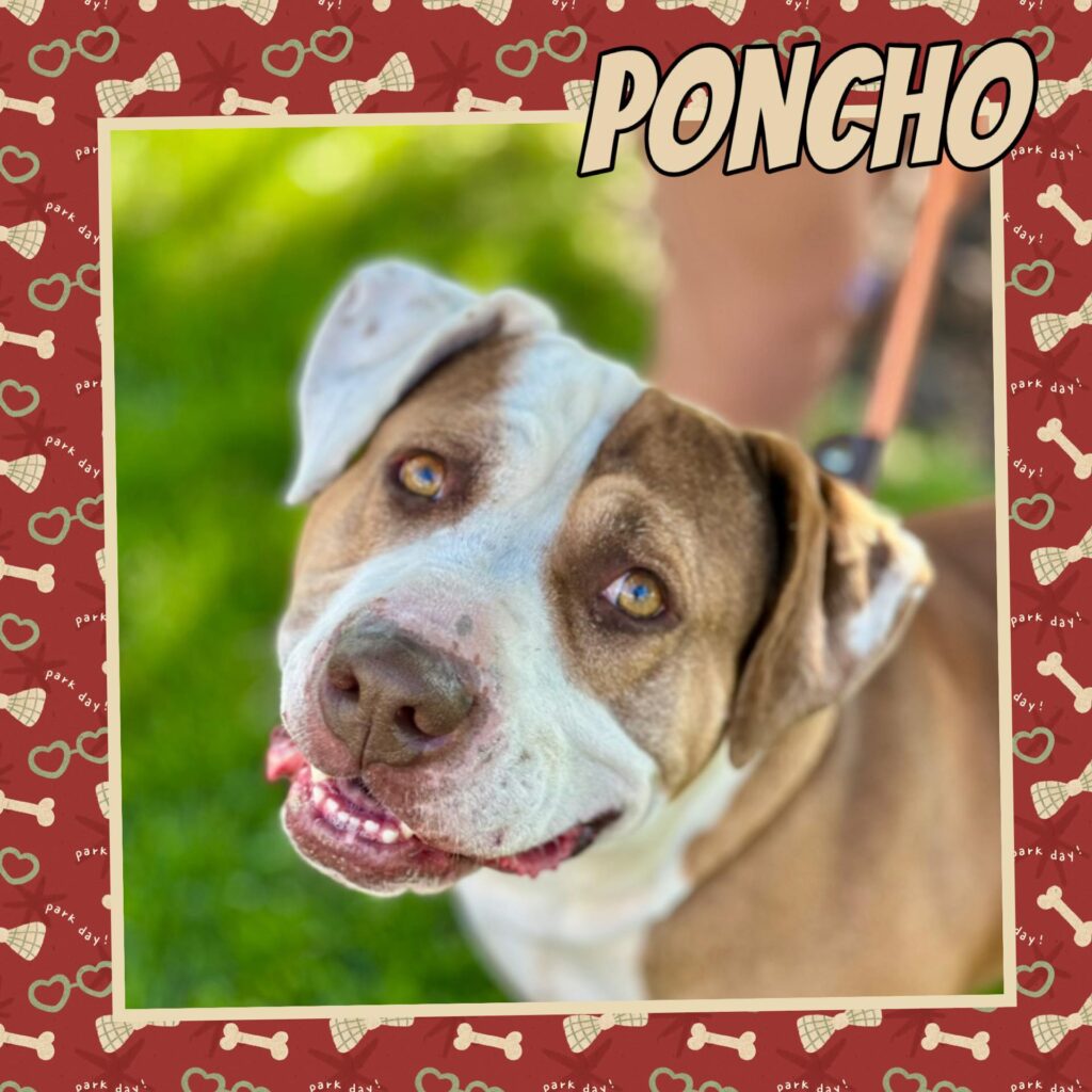 Poncho