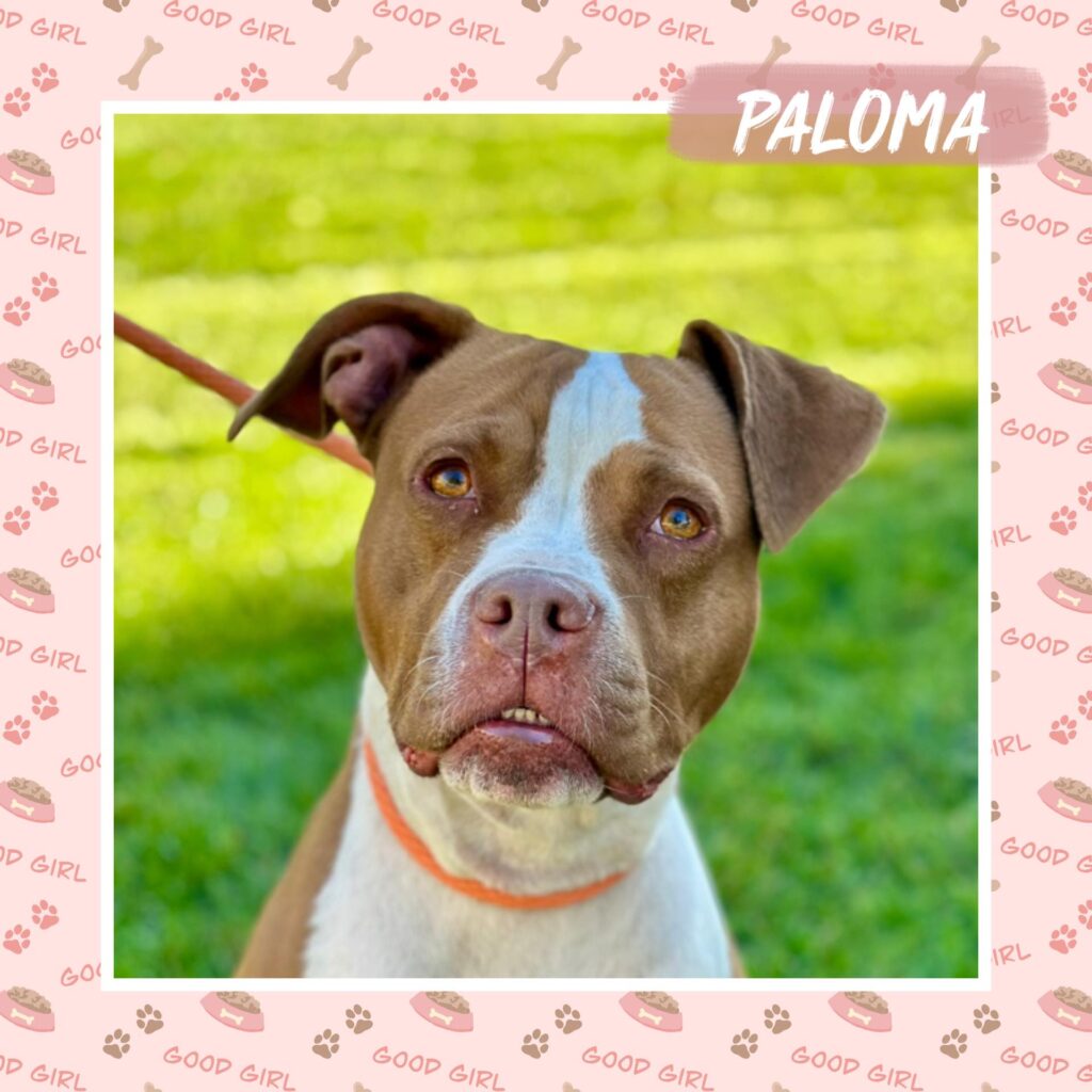 Paloma