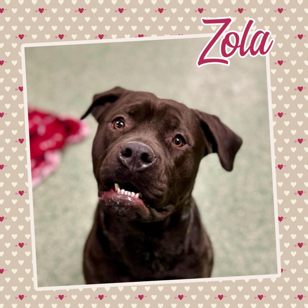 Zola